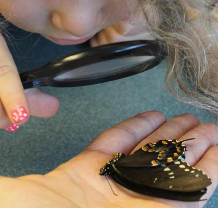Observing butterflies