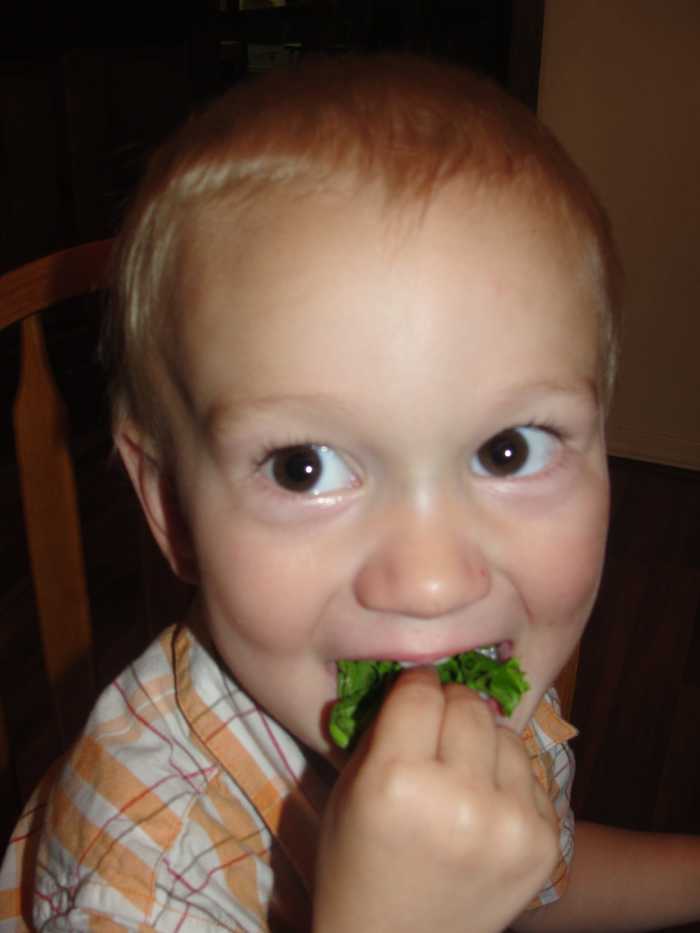 What teeth do you use for eating plants?