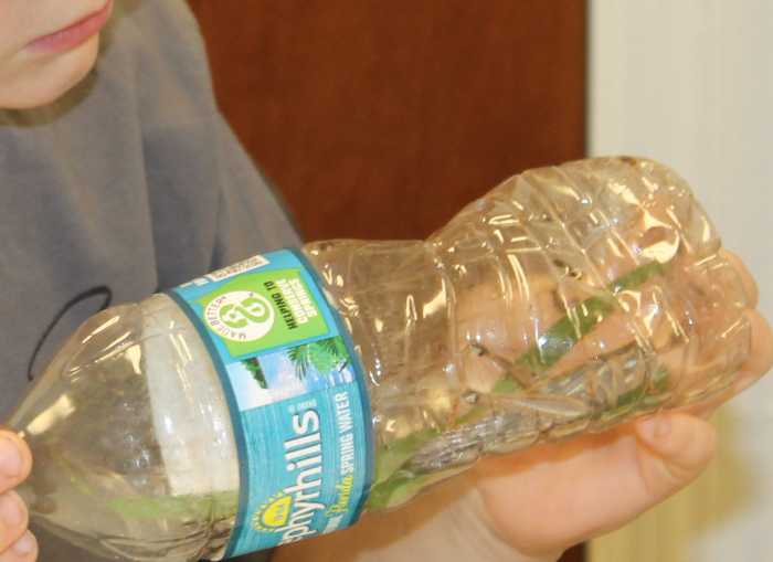 Observing a grasshopper