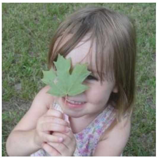 Finding leaves on a botany scavenger hunt