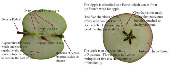 Apple plants are part of the rose family