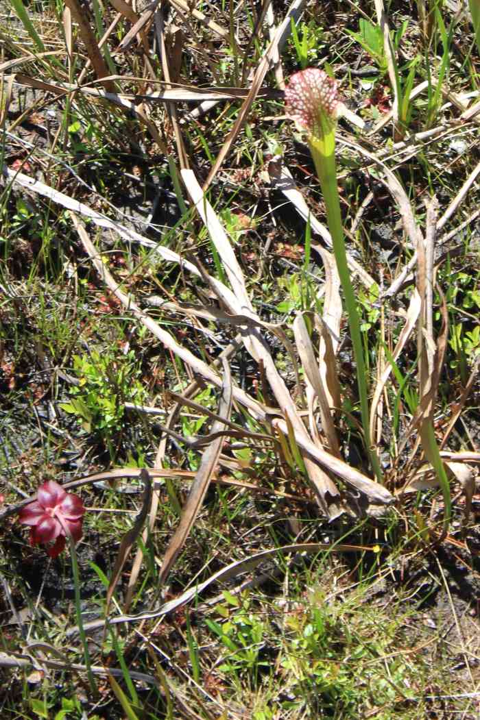 What is unique about the area are the white-topped pitcher plants, which are carnivorous.  