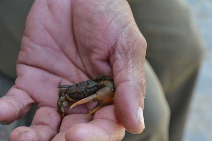 Crab from the Order Decapoda