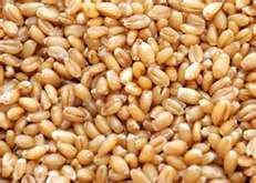 Wheat