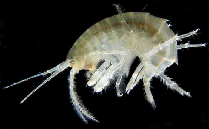 Gammarus roeselii (freshwater shrimp)