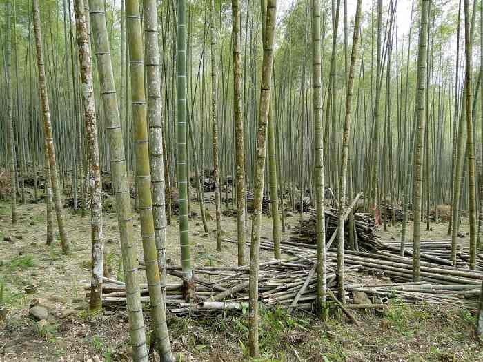 A bamboo forest