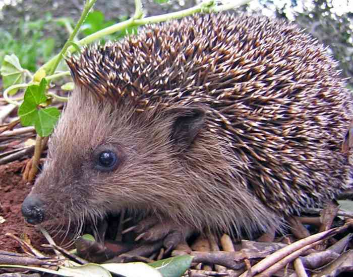 European hedgehog (Erinaceus europaeus)