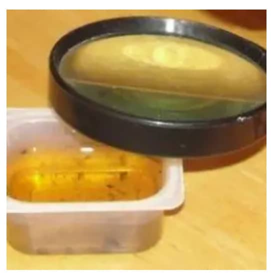 Examining life in pond water from Lesson 1: Taxonomy, Animal Classification, and Invertebrates