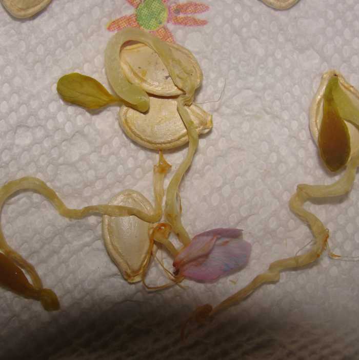 Homework: Watching seeds germinate - We used bean plants and pumpkin seeds.