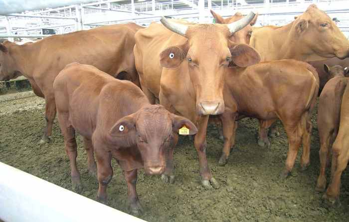 Santa Gertrudis cows and calves at King Ranch