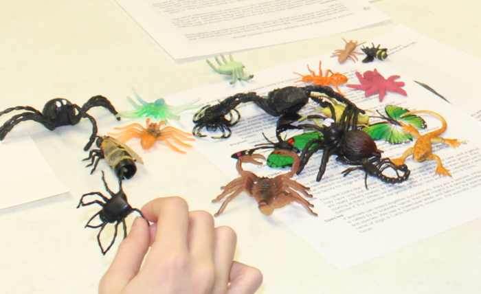 1 out of 20 animals are in the Phylum Chordata