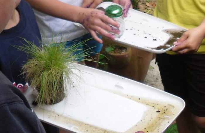 How plants help stop eroision