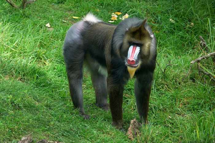 Mandrill (Mandrillus sphinx)