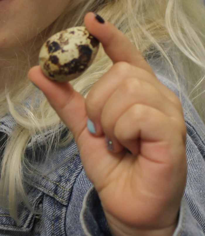 Looking at a quail egg