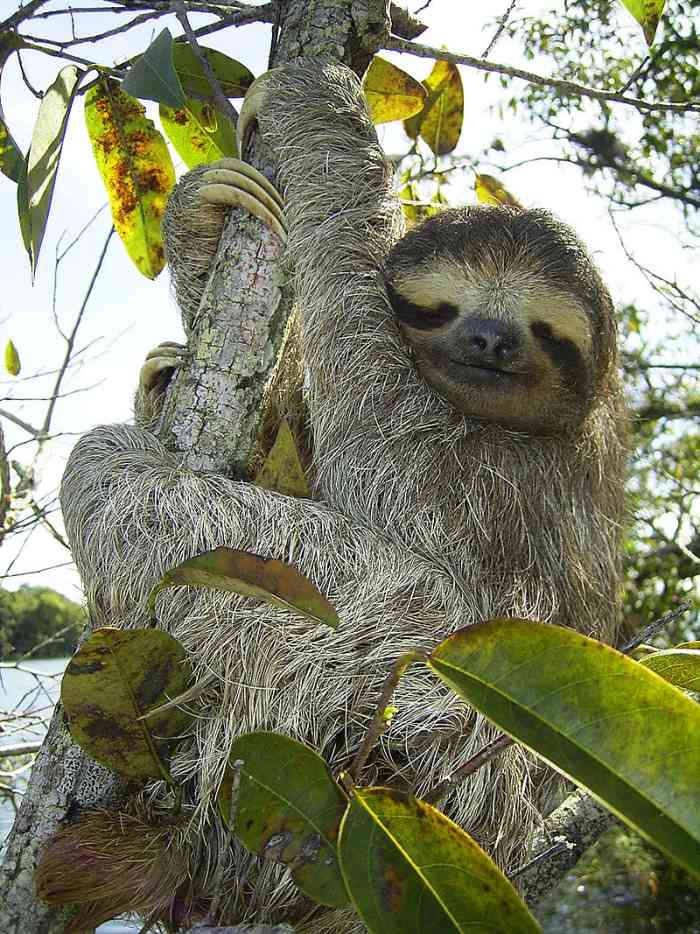 Brown-throated sloth (Bradypus variegatus)
