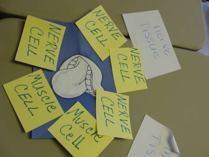 Tissues come together to form organs.