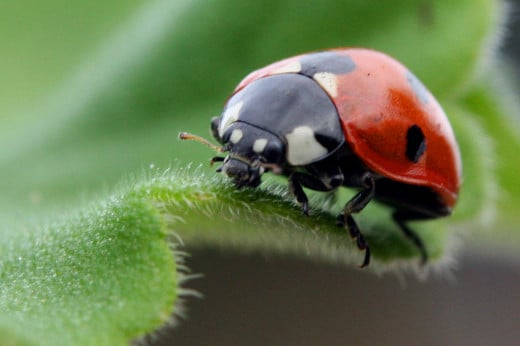 Ladybug