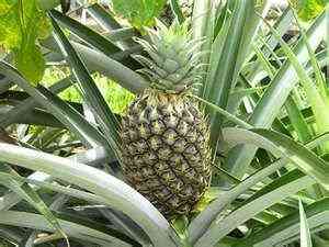 Pineapple Image Credit: http://www.refrigeratorsoup.com/