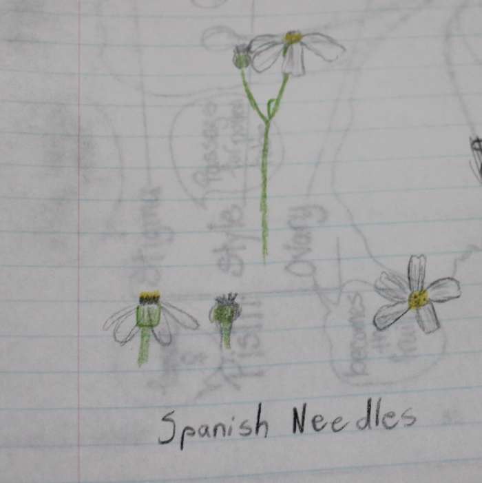 Monday's homework: Draw & identify a flower from outside.