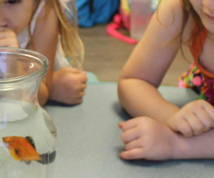 Observing a live fish