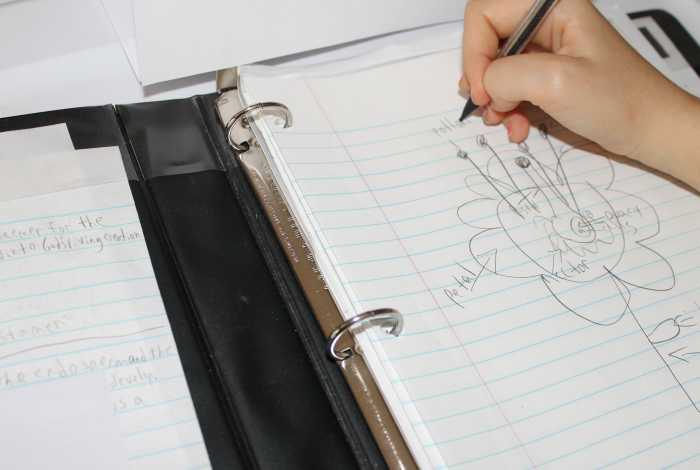 Pop Quiz: How many parts of a flower can you name?