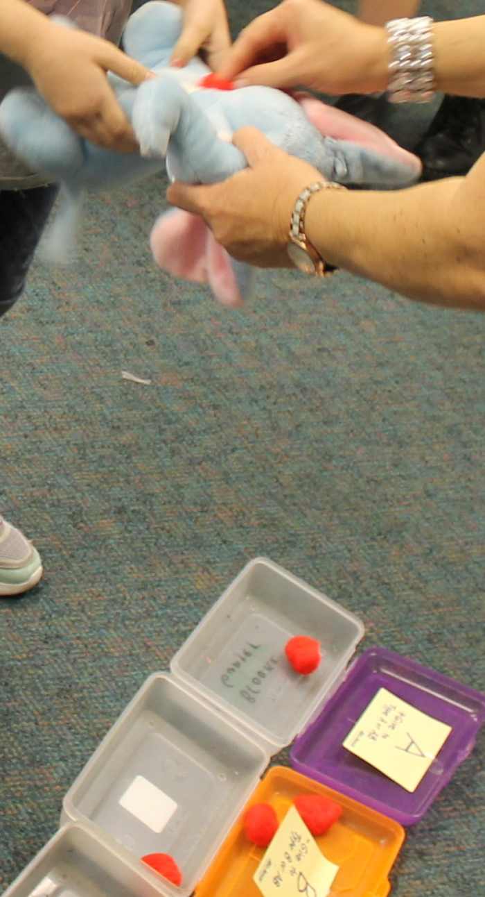 learning-about-the-circulatory-system