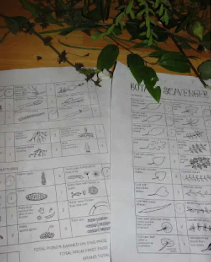 Botany Scavenger Hunt Homework