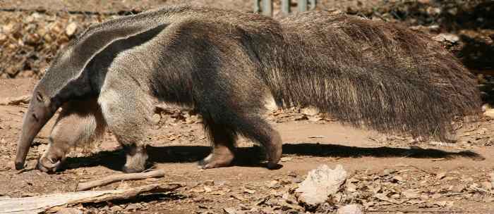 Giant anteater (Myrmecophaga tridactyla)