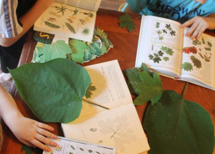 Using leaves and tree guides to try to identify trees
