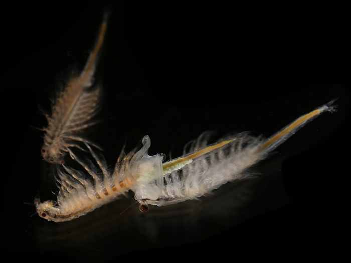 Fairy shrimp