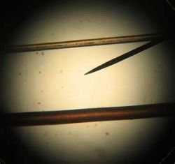 Viewing hair under a microscope