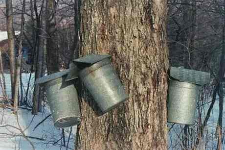 Image credit: http://www.vtmapleproducts.com/