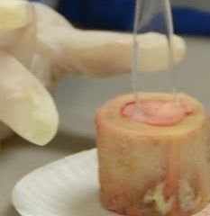 skeletal-and-muscular-systems