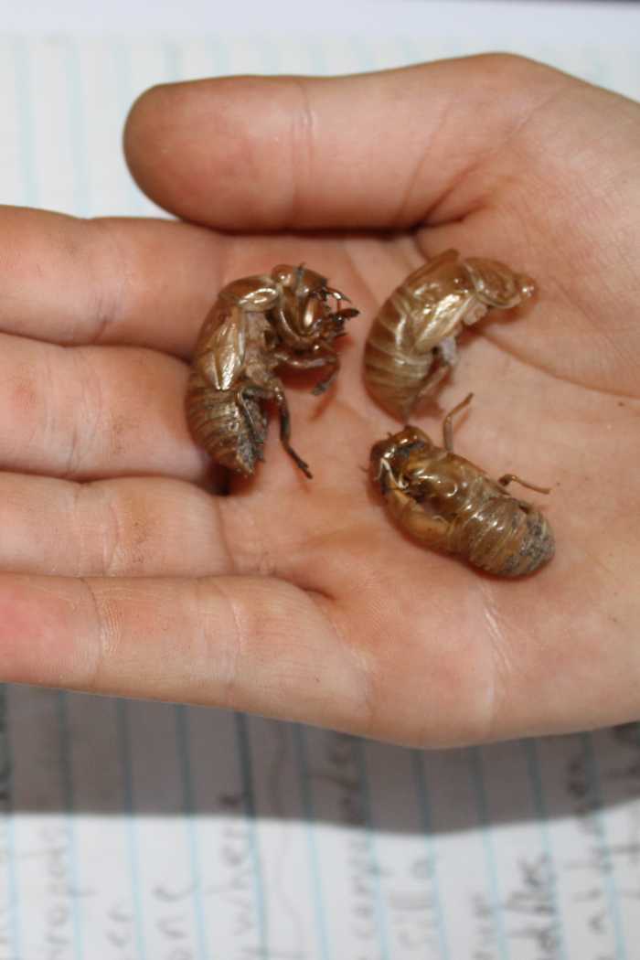 Examining cicada exoskeletons