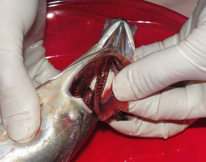 Inspecting the gills of our fish