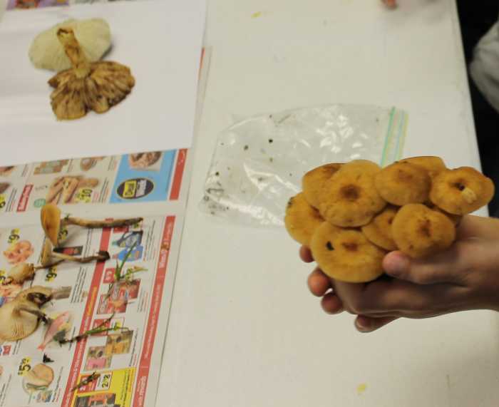 Noticing how some grow in a cluster