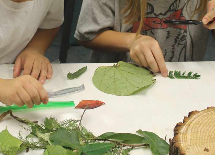 Studying various leaves