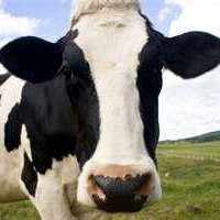 Photo Credit: http://notjustcute.com/2009/11/24/the-story-of-milk-making-butter-with-preschoolers/