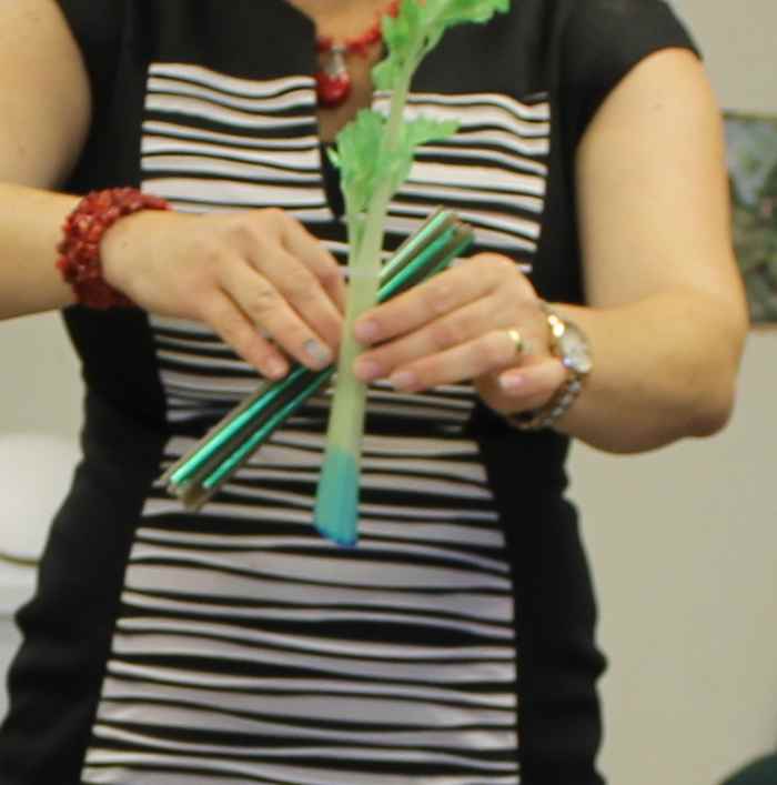 Showing a "vascular bundle" of straws