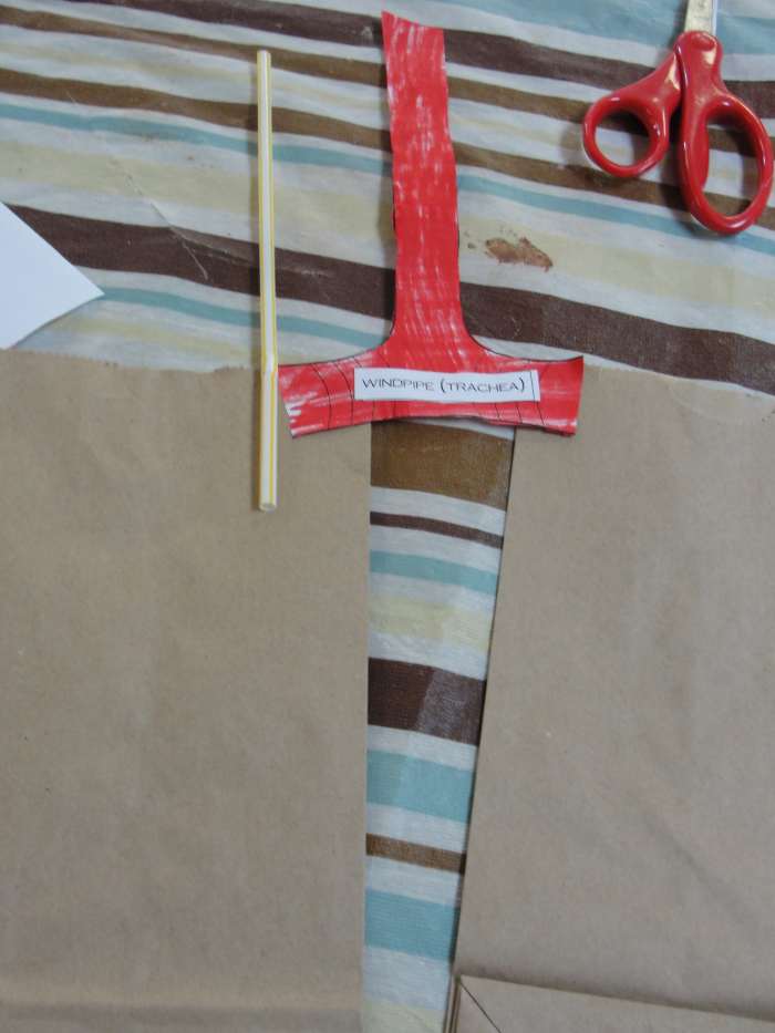 Paste the trachea to the paper bag lungs.  Be sure to paste them LOWER than is shown on this picture so that they can match up with the bronchial tubes!