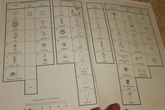 Flower identification key from "Florida Wild Flowers and Roadside Plants" is what I use when identifying wild flowers.