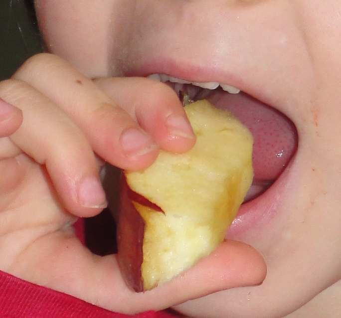 Using different teeth to bite and chew apples