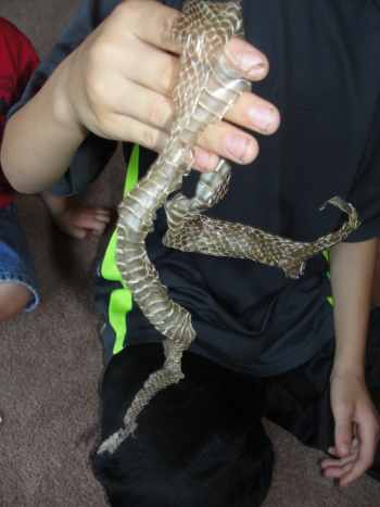Examining a snake skin