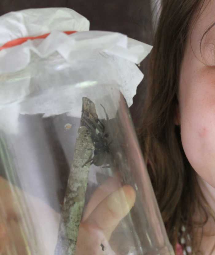 Studying a rabid wolf spider in our catch & release jar (made from a glass pasta jar, coffee filter, & rubber band)