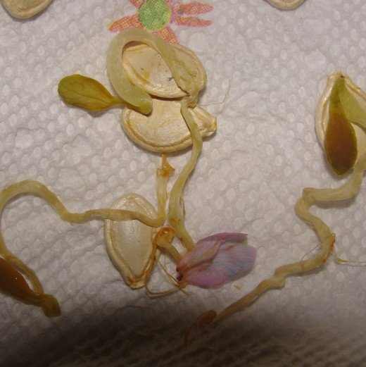 Germinating pumpkin seeds