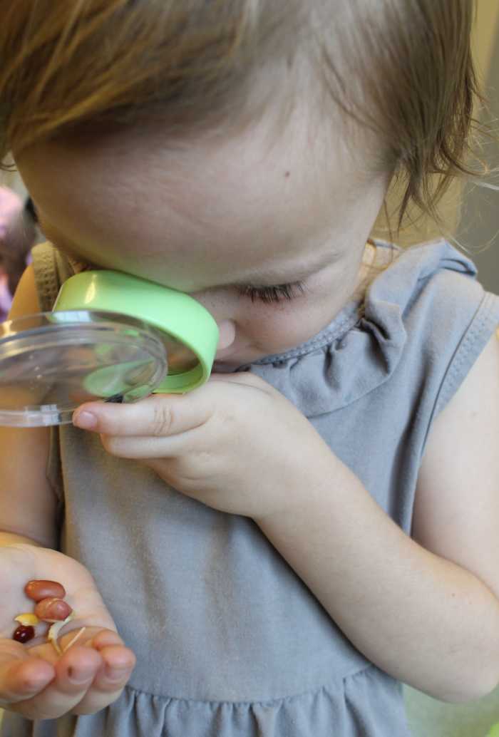 Observing germinated seeds from an activity found in Lesson 1: Seeds