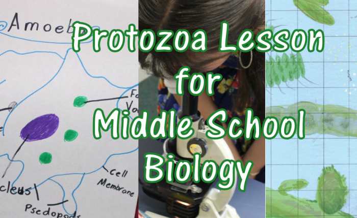 Protozoa Lesson for Middle School Biology