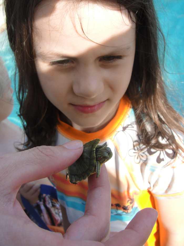 Inspecting a turtle, which is a coldblooded vertebrate  