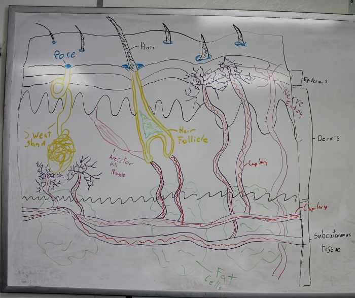 Sketching layers of skin
