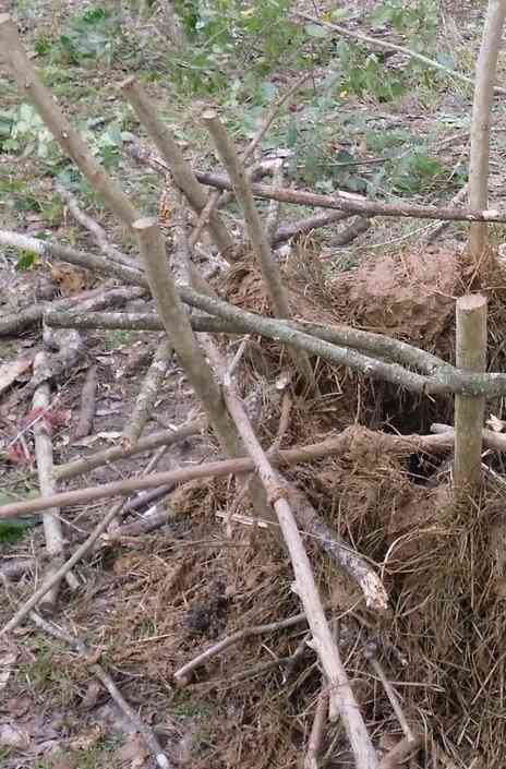 More views of the waddle and daub house